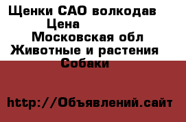 Щенки САО волкодав  › Цена ­ 10 000 - Московская обл. Животные и растения » Собаки   